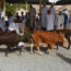Friday Cattle Market at the Nizwa Souk