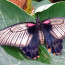 “Sensational Butterflies” in London