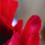 Lest We Forget