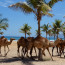 The ‘Patience of Job’ – in Salalah