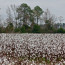 Savannah Georgia – US Deep South 2017